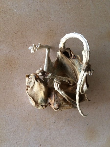 Drawings, photo 31 of 222