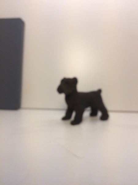 Joey Bouvier dog, photo 35 of 49