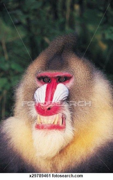 Mandrill
