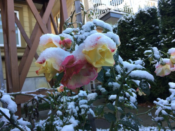 Nightflowers, photo 17 of 71