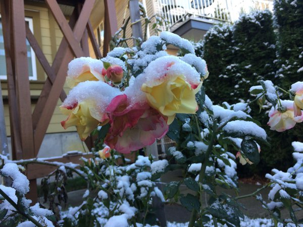 Nightflowers, photo 18 of 71