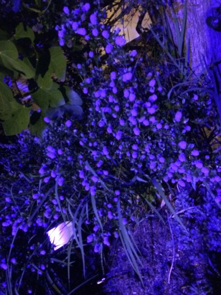 Nightflowers, photo 19 of 71