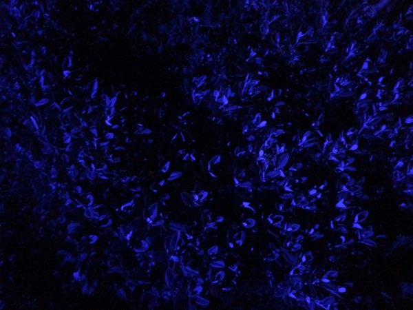 Nightflowers, photo 20 of 71