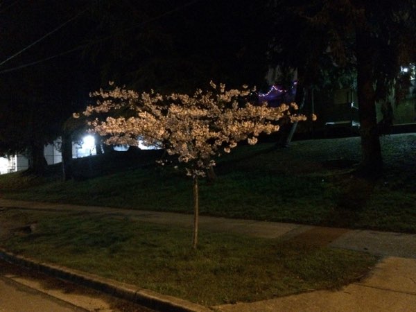 Nightflowers, photo 36 of 71