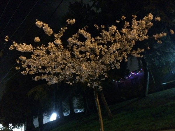 Nightflowers, photo 37 of 71