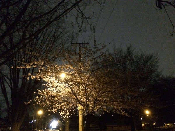 Nightflowers, photo 39 of 71