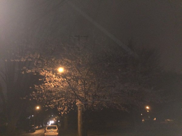 Nightflowers, photo 40 of 71