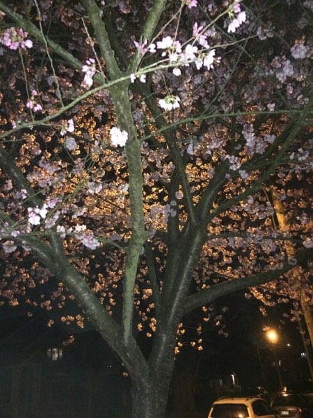 Nightflowers, photo 41 of 71