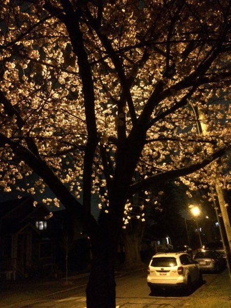 Nightflowers, photo 42 of 71