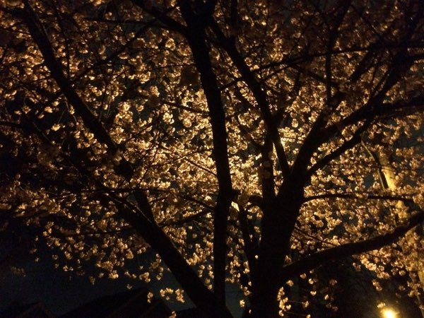 Nightflowers, photo 43 of 71