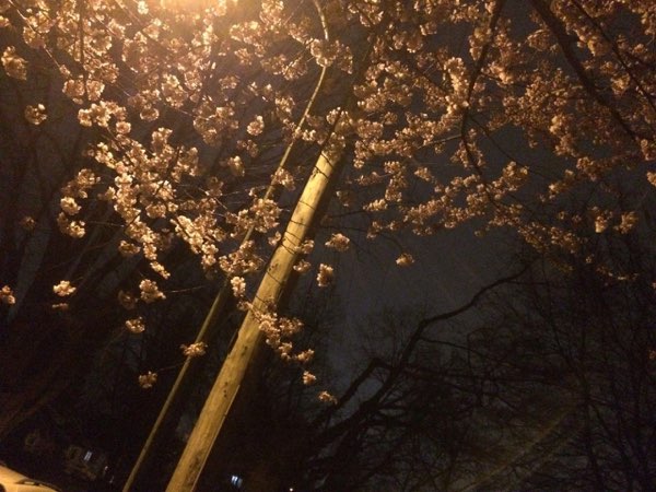 Nightflowers, photo 44 of 71