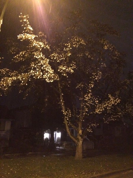 Nightflowers, photo 46 of 71