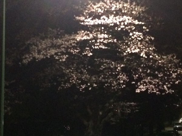 Nightflowers, photo 47 of 71