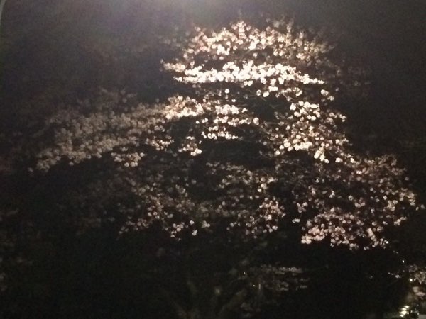 Nightflowers, photo 48 of 71