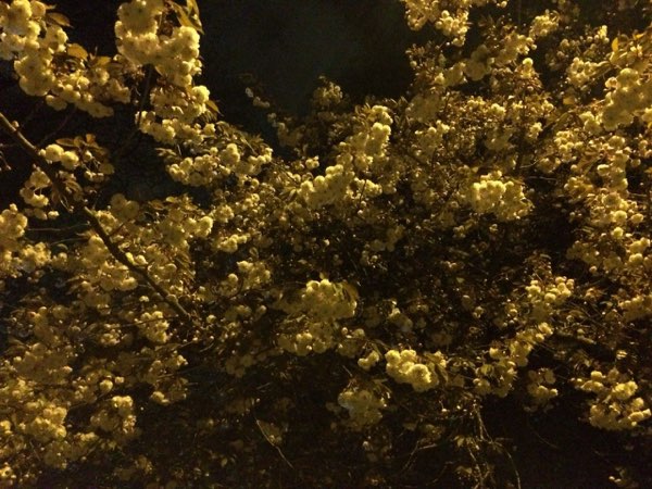Nightflowers, photo 50 of 71