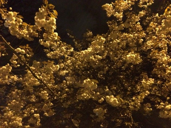 Nightflowers, photo 51 of 71