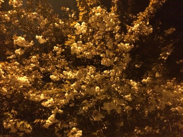 Nightflowers, photo 52 of 71