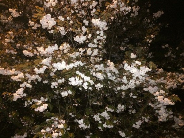 Nightflowers, photo 53 of 71