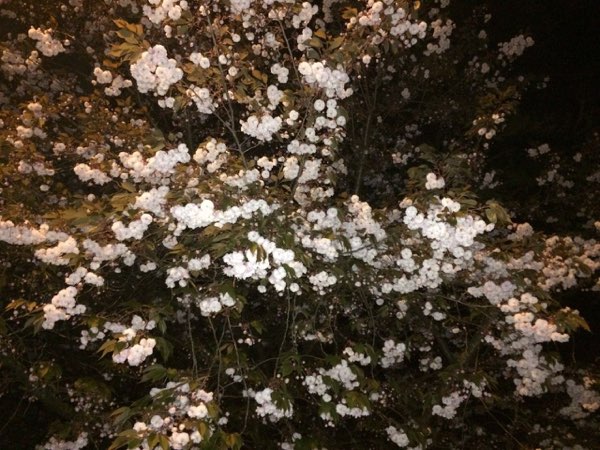 Nightflowers, photo 54 of 71