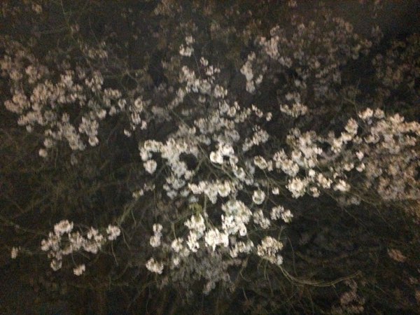Nightflowers, photo 55 of 71