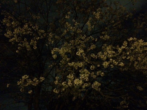 Nightflowers, photo 57 of 71