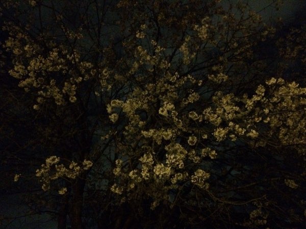 Nightflowers, photo 58 of 71