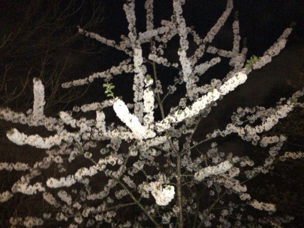 Nightflowers, photo 59 of 71