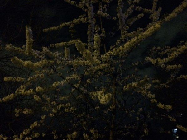 Nightflowers, photo 60 of 71