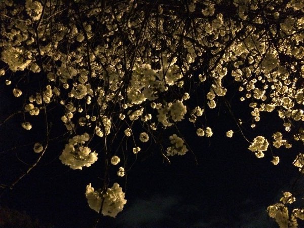 Nightflowers, photo 61 of 71