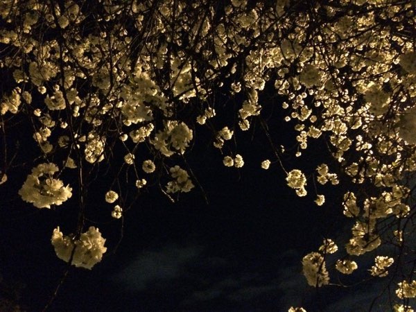 Nightflowers, photo 62 of 71