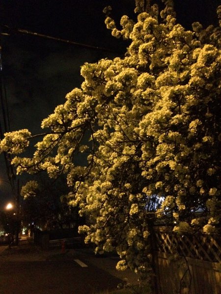 Nightflowers, photo 63 of 71