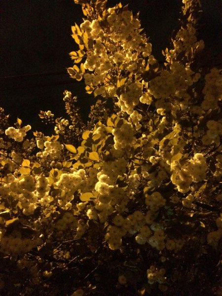Nightflowers, photo 64 of 71