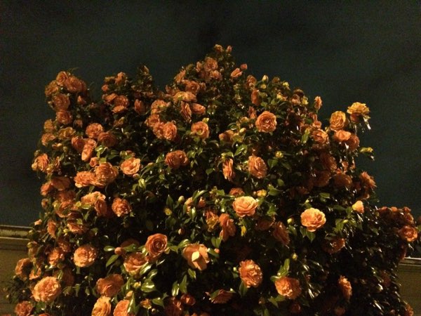Nightflowers, photo 65 of 71