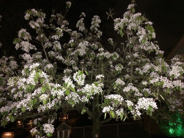 Nightflowers, photo 66 of 71