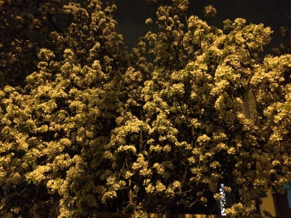 Nightflowers, photo 67 of 71