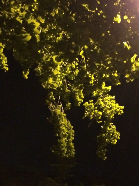 Nightflowers, photo 68 of 71